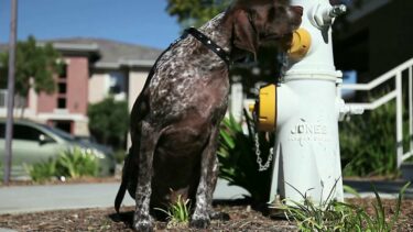 Neighbor Dog Pooping On My Lawn