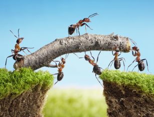 How Do Ant Farms Exemplify the Six Sigma Methodology?