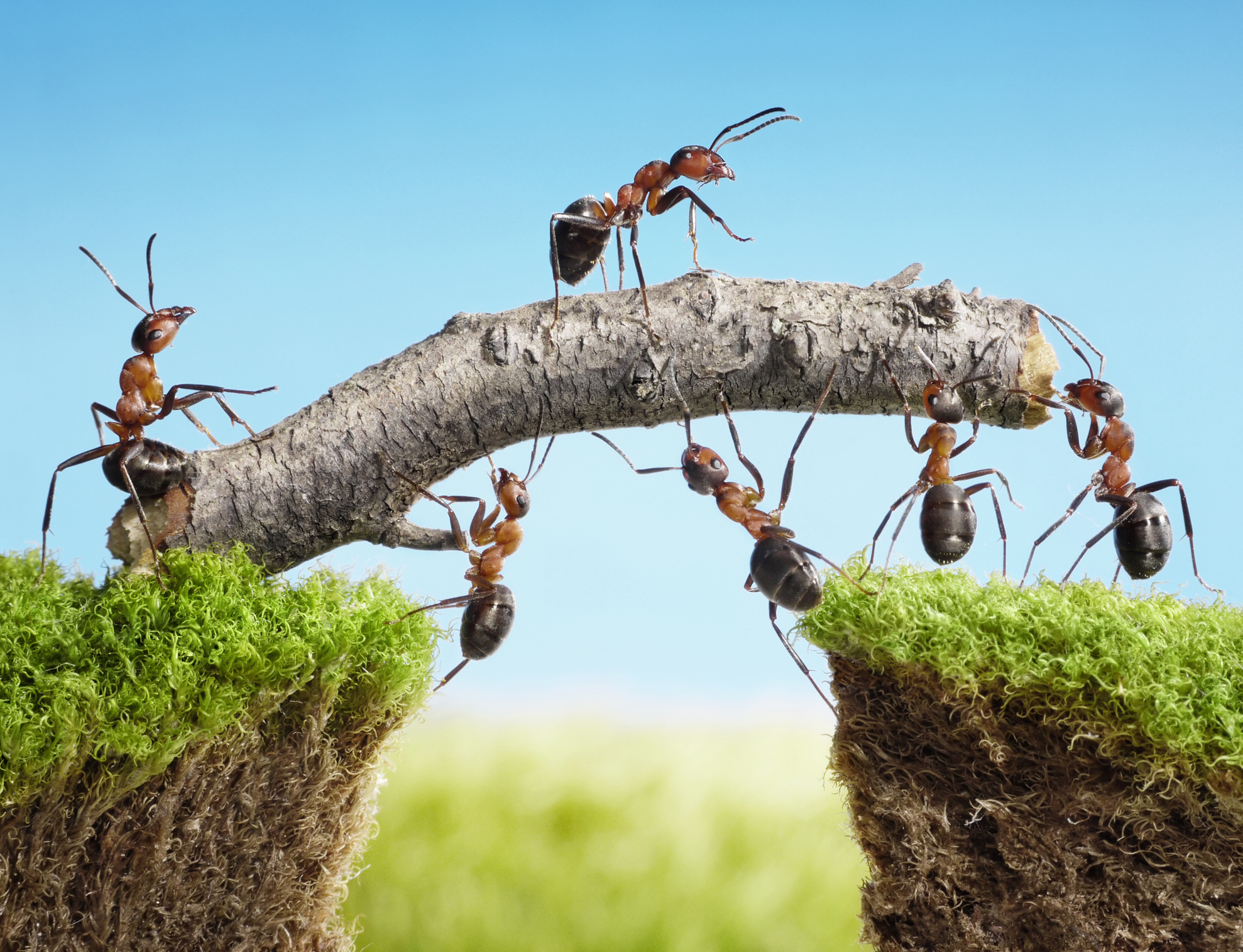 ant farms six sigma methodology